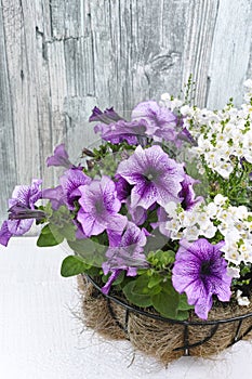 Coconat hanging basket with purple petunia and white flowers