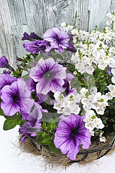 Coconat hanging basket with purple petunia and white flowers