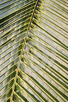 Coconat leaf texture bakground. selective focus.