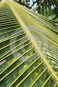 Coconat leaf texture bakground. selective focus.