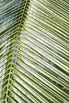 Coconat leaf texture bakground. selective focus.