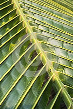 Coconat leaf texture bakground. selective focus.