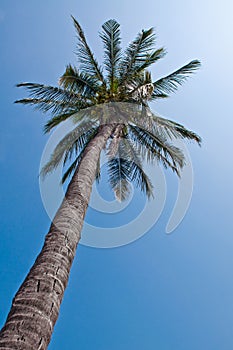 Coconat or palm.