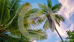 Coconat Palm on the Beach of Gam Island. Raja Ampat, Indonesia, West Papua