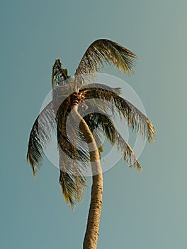 Coconat palm tree