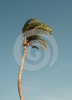 Coconat palm tree