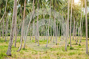 Coconat Palm Tree as natural background