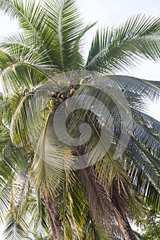 Coconat Palm Tree as natural background