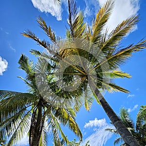 Coconat tree