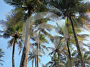 Coconat tree garden and blue sky