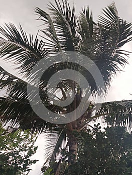 A coconat tree during strom