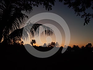 Coconat tree and sunset view