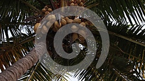 Coconu palm closeup at sunset time. Bali island.