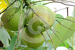 Coconut