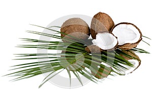 Coconut photo