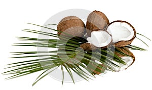 Coconut