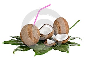 Coconut photo