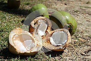 Coconut