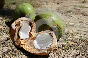 Coconut