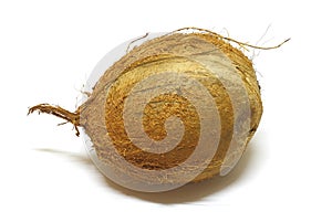 Coconut