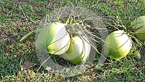 Coconut