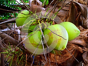 Coconut 9