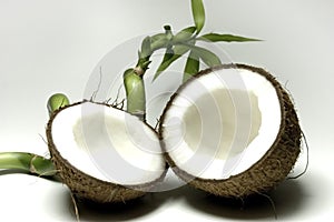 Noce di cocco 9 