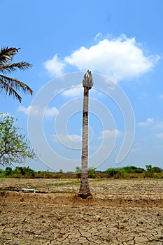 Coconut tree