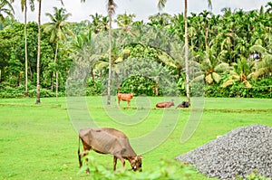 Coconut and areca nut farming