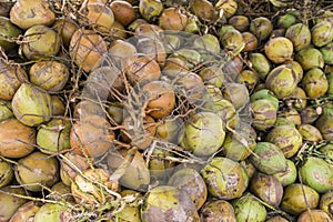 Coconut Background