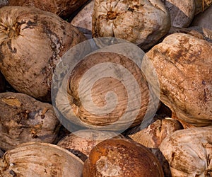 Coconut Background