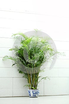 Coconut with bamboo stems indoors under sunlight.