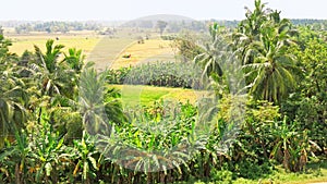 Coconut and Banana plantation in Authwewa, Polonnaruwa area in Sri Lanka.
