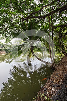 Coconut and banyan trees around the pond in Thailand countryside.