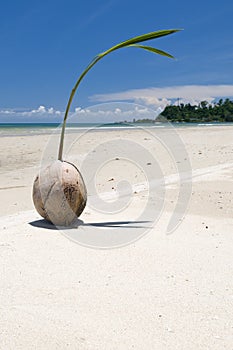 Coconut on a beach