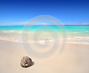 Kokosnuss auf der Strand 