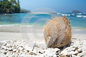 Coconut on a beach