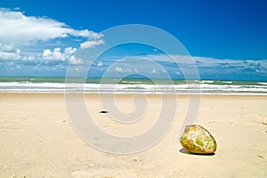 Coconut On The Beach