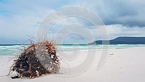 Coconut on the Beach, at Long Beach Koh Rong Island, Cambodia