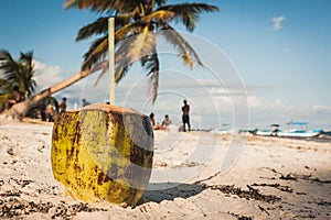 Coconut on the beach at Playa Paraiso, Tulum, Quintana Roo, Mexico.