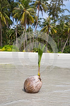 Coconut on the beach, Thailand . Close up