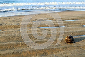 Coconut on the beach washed ashore in Mexico