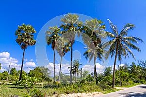 Coconut beautiful with sky at Beach Ban Krut Beach