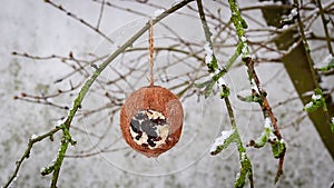 Coconut bird feeder dangling from branch