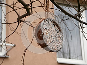 Coconut bird feeder