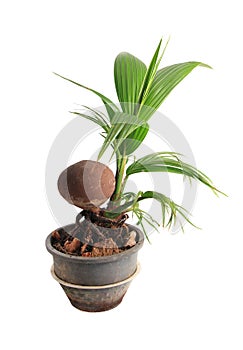 Coconut bonsai object isolated on white