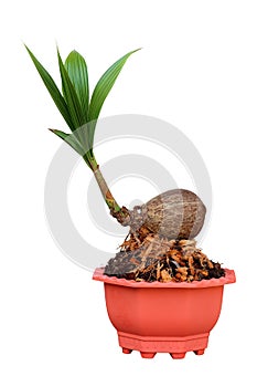 Coconut bonsai tree on pot hobbies interior home nature garden design isolated on the white background