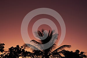Coconut, Breadfruit And Mango Tree