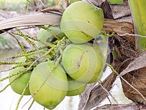 Coconut bunch