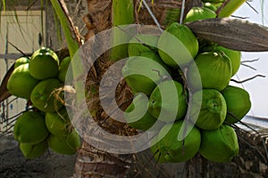 Coconut bunch on the palm tree